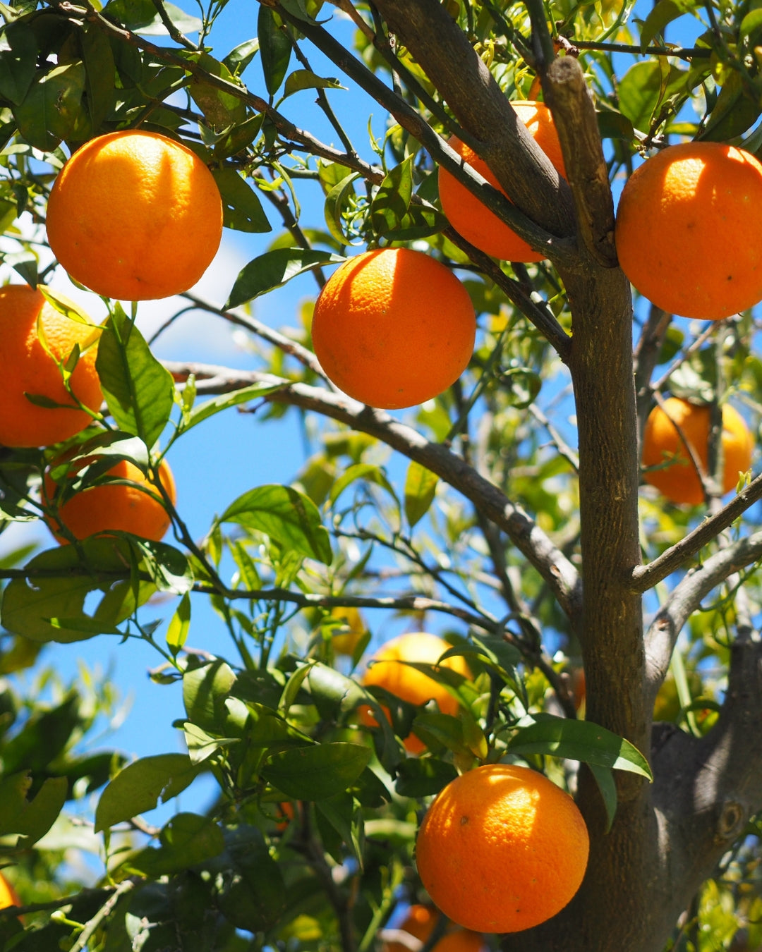 The Science-Backed Importance of Vitamin C
