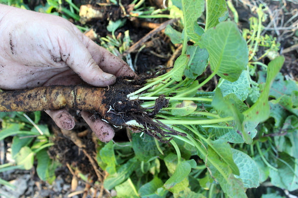 Yellow Dock Roots