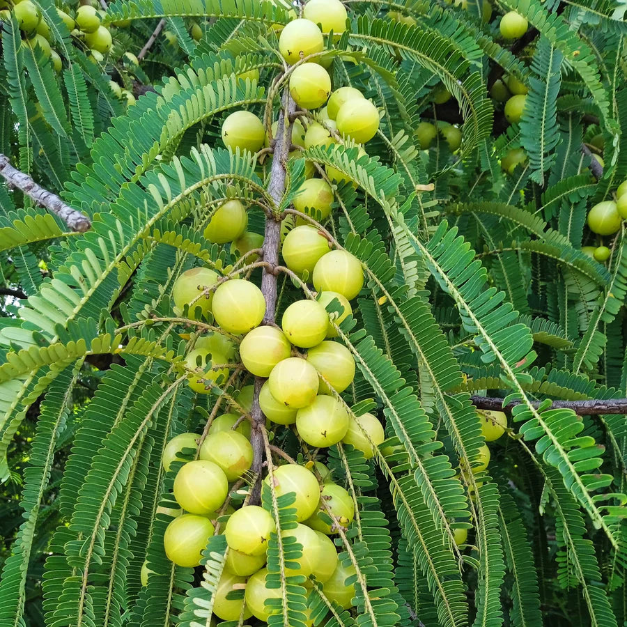 Amla Ingredient rich in Vitamin C and Iron